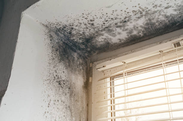 Affordable Black Mold Remediation solutions in Youngtown, AZ